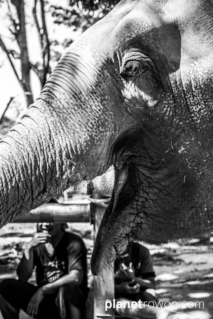 Samui Elephant Sanctuary, Koh Samui, Southern Thailand
