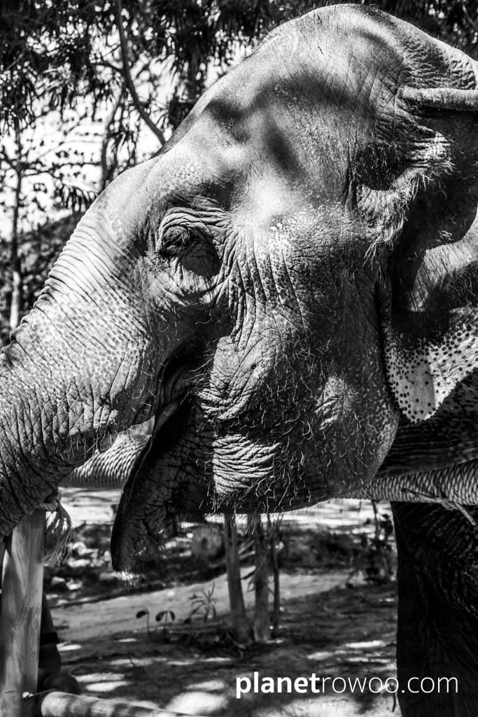 Samui Elephant Sanctuary, Koh Samui, Southern Thailand