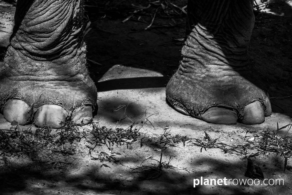 Samui Elephant Sanctuary, Koh Samui, Southern Thailand