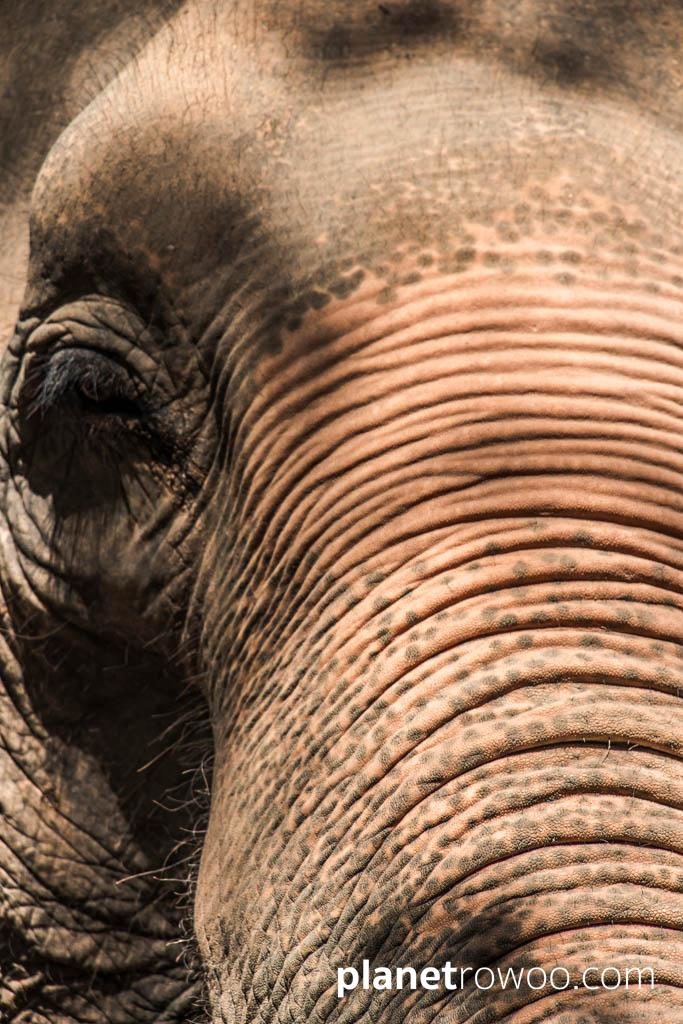 Samui Elephant Sanctuary, Koh Samui, Southern Thailand