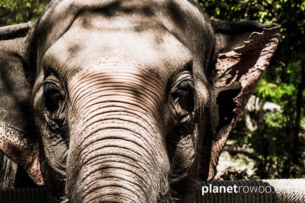 Samui Elephant Sanctuary, Koh Samui, Southern Thailand
