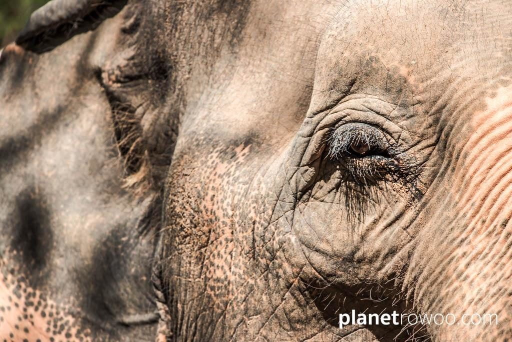Samui Elephant Sanctuary, Koh Samui, Southern Thailand