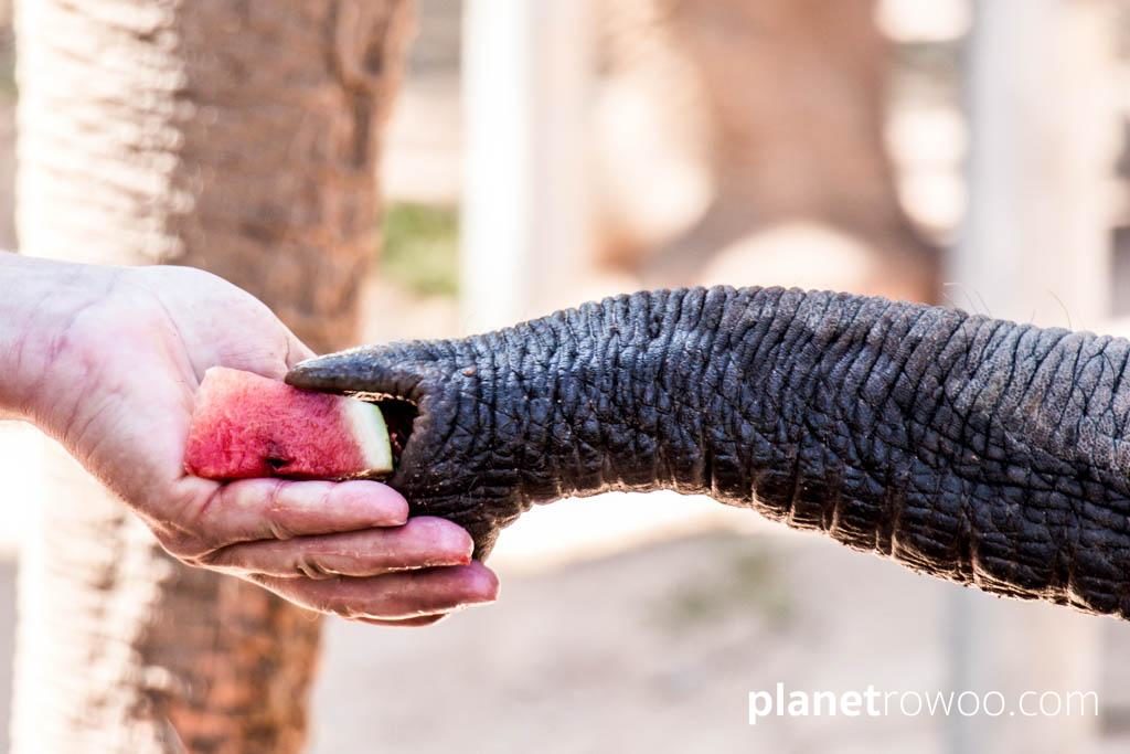 Feeding the Gentle Giants at Samui Elephant Sanctuary