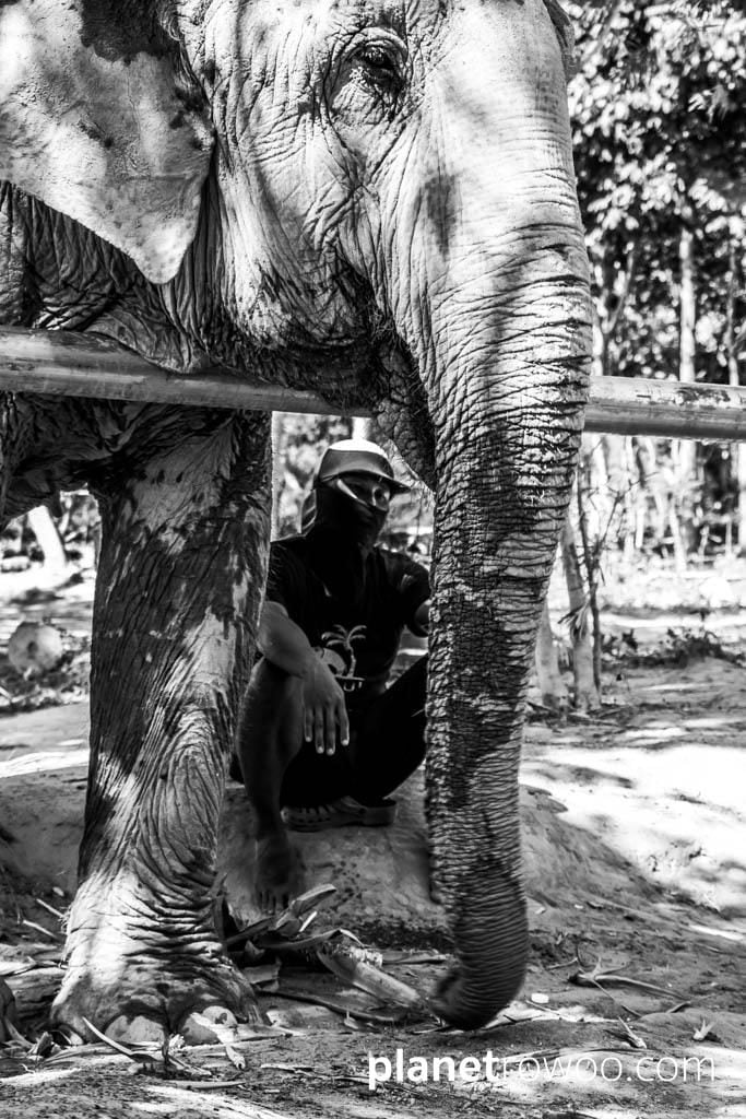 Samui Elephant Sanctuary, Koh Samui, Southern Thailand