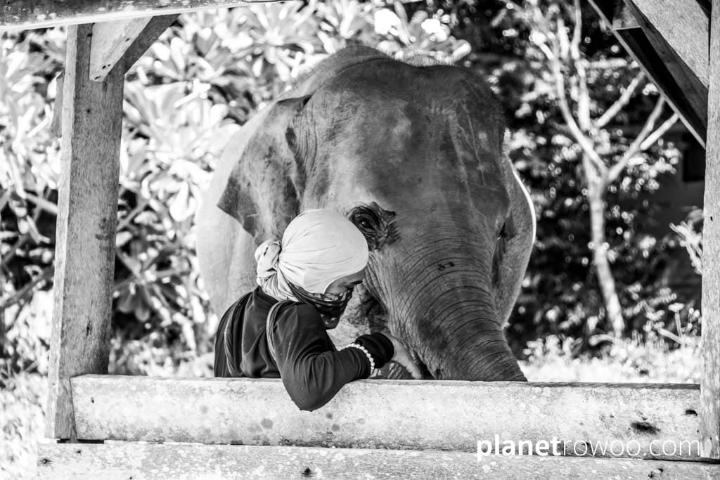 Samui Elephant Sanctuary, Koh Samui, Southern Thailand