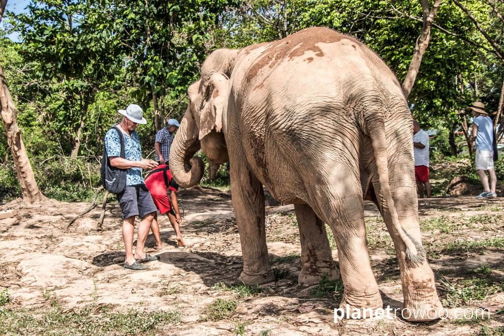 Samui Elephant Sanctuary, Koh Samui, Southern Thailand