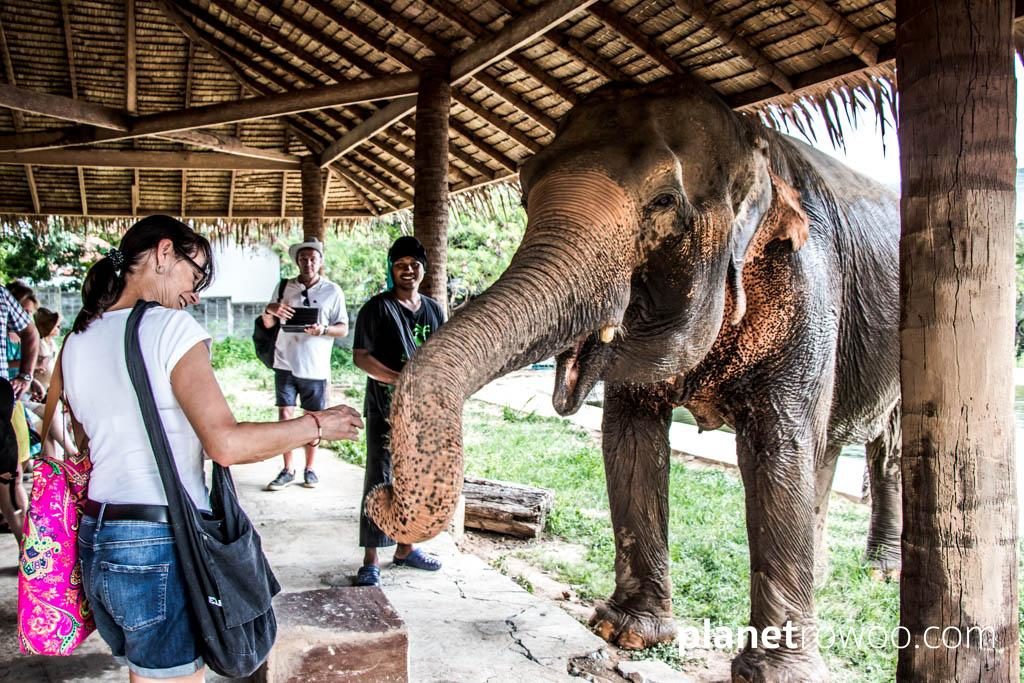Seeking Bananas at Samui Elephant Sanctuary