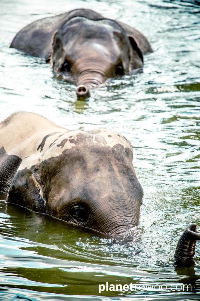 Elephants bathing at Samui Elephant Sanctuary