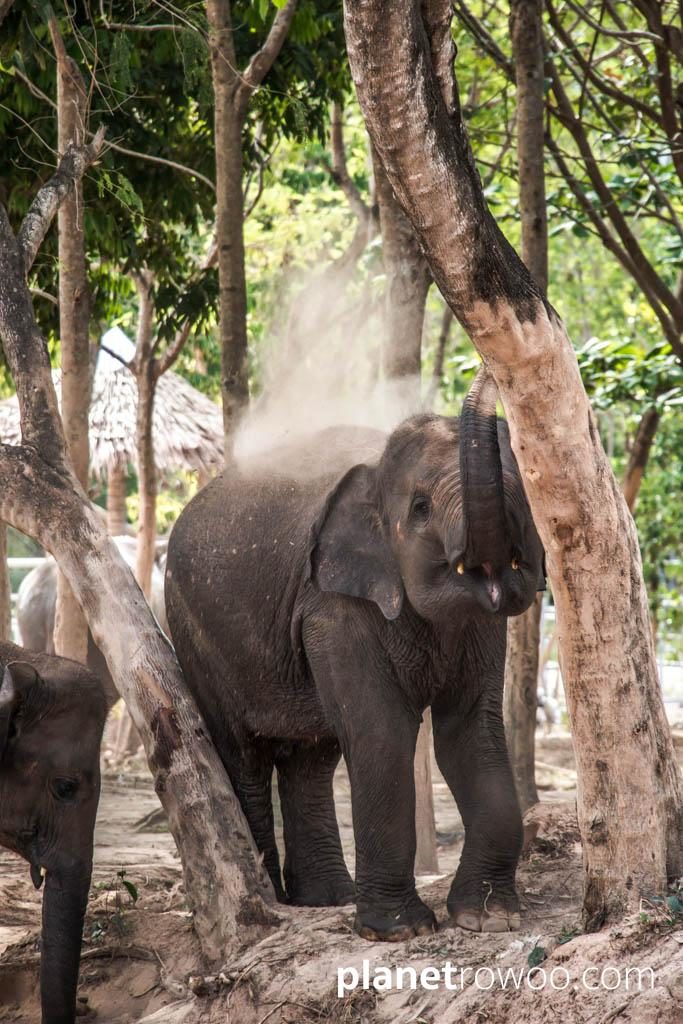 Samui Elephant Sanctuary, Koh Samui, Southern Thailand