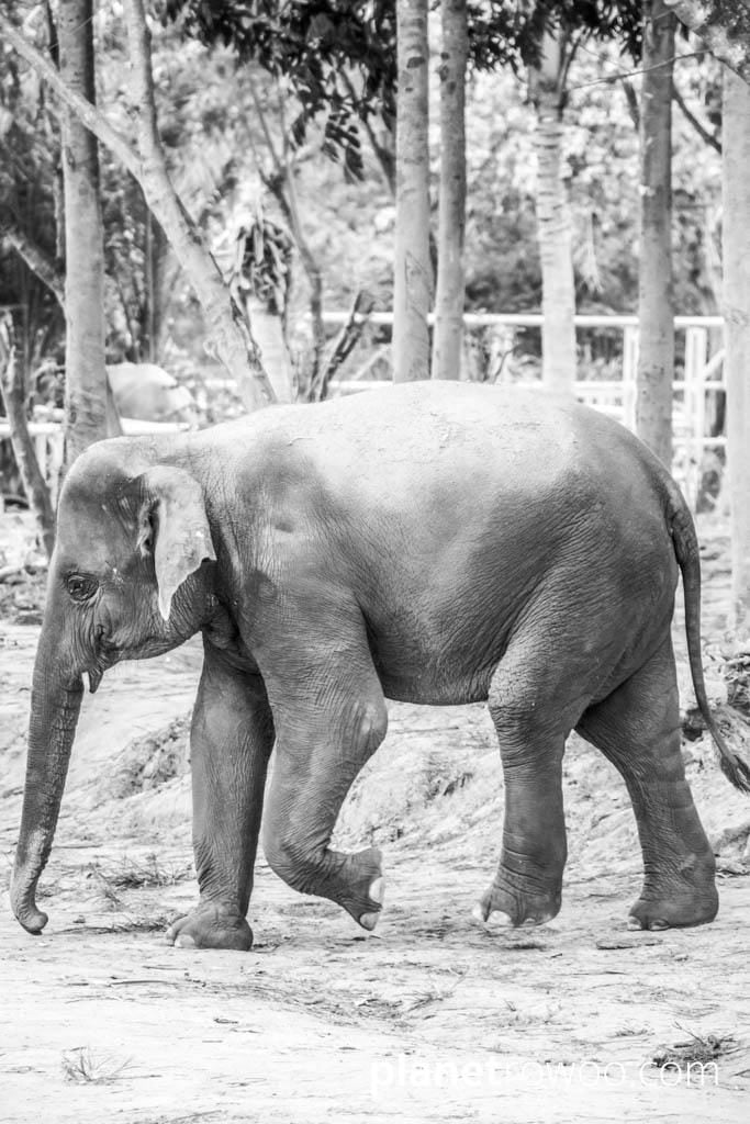 Samui Elephant Sanctuary, Koh Samui, Southern Thailand