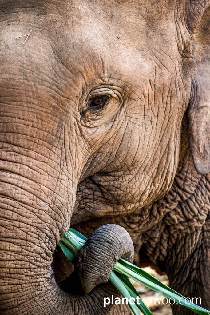 Samui Elephant Sanctuary, Koh Samui, Southern Thailand