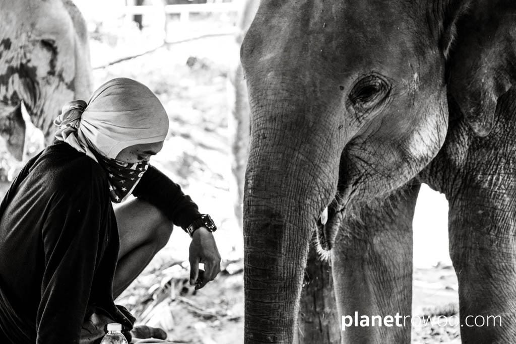 Samui Elephant Sanctuary, Koh Samui, Southern Thailand