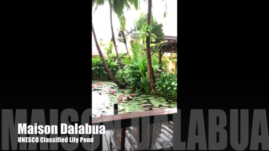 A rainy breakfast by the UNESCO classified lily pond at Maison Dalabua